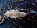 Close up molting cockroach Royalty Free Stock Photo