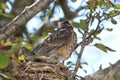 Close up of a molting, fledgling American Robin sitting in its nest in a crabapple tree in the summer in Wisconsin