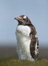 Close up of a molting Gentoo penguin chick