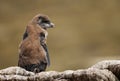 Close up of a molting Rockhopper penguin chick sitting on a rock Royalty Free Stock Photo