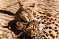 Close-up Mom serval