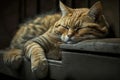 Cute ginger cat sleeping on a wooden table. Close up Royalty Free Stock Photo