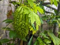 A close up Momordica charantia fruit. Also calledÂ as bitter melon, Goya, bitter apple and bitter squash. its edibleÂ fruit.