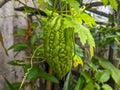 A close up Momordica charantia fruit. Also calledÂ as bitter melon, Goya, bitter apple and bitter squash. its edibleÂ fruit.