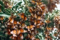 close-up of monarch butterflies resting on tree branches Royalty Free Stock Photo