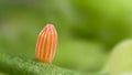 A close-up on a monarch butterfly egg Royalty Free Stock Photo