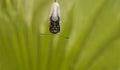 Close up of Monarch Butterfly Emerging Royalty Free Stock Photo