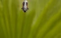 Close up of Monarch Butterfly Emerging Royalty Free Stock Photo