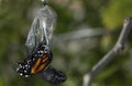 Close up of Monarch Butterfly Emerging Cocoon