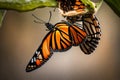 A close-up of a monarch butterfly emerging from its chrysalis, a moment of transformation captured