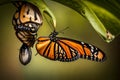 A close-up of a monarch butterfly emerging from its chrysalis, a moment of transformation captured Royalty Free Stock Photo