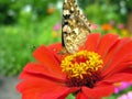 close-up of Monarch Butterfly feeds on the red Zinnia flower Royalty Free Stock Photo