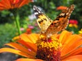 close-up of Monarch Butterfly feeds on the yellow Zinnia flower Royalty Free Stock Photo