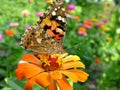 close-up of Monarch Butterfly feeds on the yellow Zinnia flower Royalty Free Stock Photo