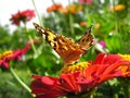 close-up of Monarch Butterfly feeds on the red Zinnia flower Royalty Free Stock Photo