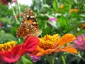 close-up of Monarch Butterfly feeds on the yellow Zinnia flower Royalty Free Stock Photo