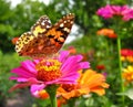 close-up of Monarch Butterfly feeds on the pink Zinnia flower Royalty Free Stock Photo