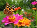 close-up of Monarch Butterfly feeds on the Zinnia flower Royalty Free Stock Photo