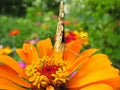 close-up of Monarch Butterfly feeds on the yellow Zinnia flower Royalty Free Stock Photo