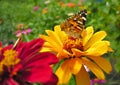 close-up of Monarch Butterfly feeds on the yellow Zinnia flower Royalty Free Stock Photo