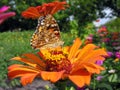 close-up of Monarch Butterfly feeds on the yellow Zinnia flower Royalty Free Stock Photo