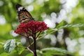 Monarch butterfly flying on red flower on nature background in garden spring summer season. Environment with yellow Royalty Free Stock Photo
