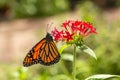 Close Up Monarch Butterfly On Pentas Flower