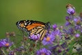 Close up of a Monarch butterfly on purple aster flowers Royalty Free Stock Photo