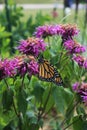 Close up of a Monarch Butterfly resting on a Bee Balm flower Royalty Free Stock Photo