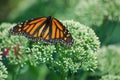 A close up of a monarch butterfly sitting on a flower in a garden in the spring. Royalty Free Stock Photo