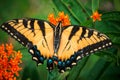 Close up of Monarch Butterfly sitting on a flower Royalty Free Stock Photo