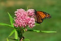 Close up of Monarch Butterfly Spreading its Wings on a Pink Swamp Milkweed Flower Royalty Free Stock Photo