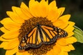 Monarch Butterfly on a sunflower Royalty Free Stock Photo