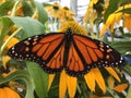 A Close-Up Of A Monarch Butterfly