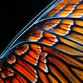 Close-up of Monarch Butterfly Wing Patterns Royalty Free Stock Photo