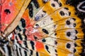 Close up of an Monarch Butterfly Wing.selective focus Royalty Free Stock Photo