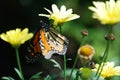 A close up of a monarch butterfly with wings open on a yellow flower. Royalty Free Stock Photo