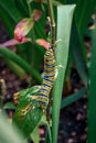 Close up of a Monarch caterpillar climbing up a plant in a garden Royalty Free Stock Photo