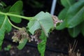 Close up of a Monarch Caterpillar eating a Common Milkweed leaf with a blurred background Royalty Free Stock Photo