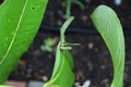 A Monarch Caterpillar eating a Common Milkweed leaf in the summer in Wisconsin Royalty Free Stock Photo