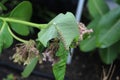 Close up of a Monarch Caterpillar eating a Milkweed leaf in the summer in Wisconsin Royalty Free Stock Photo