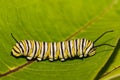 Monarch Caterpillar - Danaus plexippus Royalty Free Stock Photo