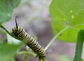 Macro photo of a wet monarch caterpillars outside on a plant Royalty Free Stock Photo