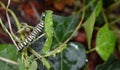 Macro photo of a wet monarch caterpillars outside on a brown stem of a plant Royalty Free Stock Photo