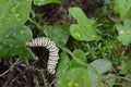 Macro photo of a wet monarch caterpillars outside on a brown stem of a plant Royalty Free Stock Photo