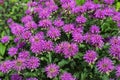 Monarda didyma. Scarlet beebalm, wild bergamot in garden. Royalty Free Stock Photo