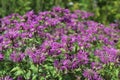 Monarda didyma. Scarlet beebalm, wild bergamot in garden. Royalty Free Stock Photo