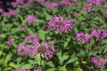 Monarda didyma. Scarlet beebalm, wild bergamot in garden.