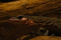 Close-up of a monitor lizard against a background of a tree or stone Royalty Free Stock Photo