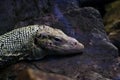 Close-up of the monitor lizard that lies on the rock Royalty Free Stock Photo